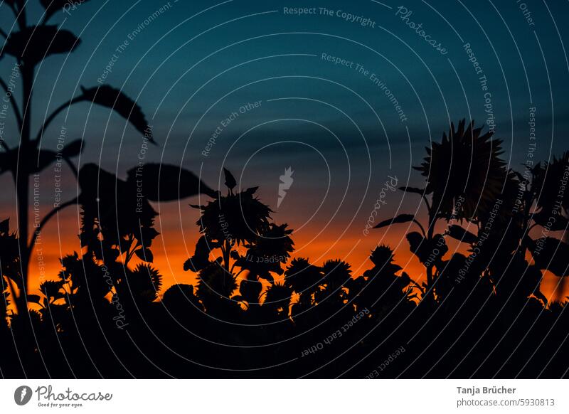 Silhouette eines Sonnenblumenfeldes bei Sonnenuntergang Sommer Feld am Abend Nutzpflanze Landschaft Rohstoff Ackerbau Feldwirtschaft Ölgewinnung Sonnenblumenöl