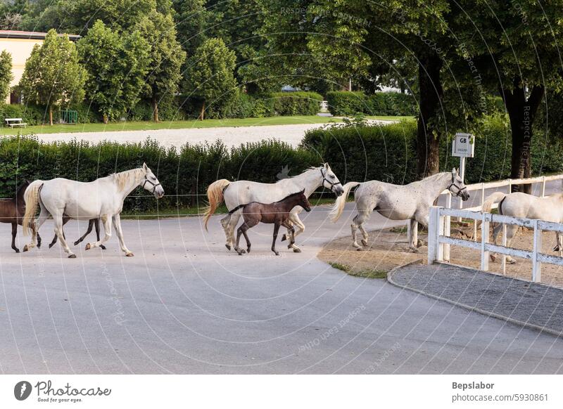 Die berühmten Lipizzaner kehren von der Weide in die Ställe zurück horizontal lipica Slowenien weißes Pferd Pferde Fohlen lippizaner Pferdestall lipizzanisch