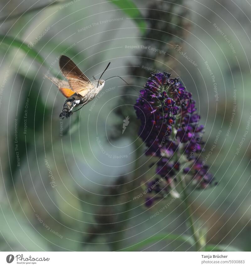 Taubenschwänzchen im Schwirrflug Flügelschlag Schmetterling Macroglossum stellatarum Insekt fliegen Saugrüssel Karpfenschwanz Wanderfalter Taubenschwanz