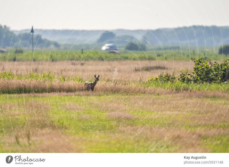 Reh Rehwild Rehe Rehkitz Gamskitz Steinkitz Sylt Rotwild Natur Salzgraswiesen Jungtiere Tarnung Vegetation Westerland Rantum Schilfrandzone Sommer