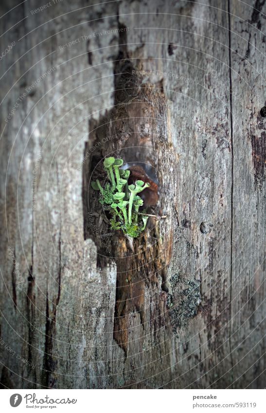 kuschelgruppe | nischendasein Natur Pflanze Urelemente Winter Moos Wald Holz Zeichen beobachten Kommunizieren Flechten Trompete Trompetenflechte moosgrün