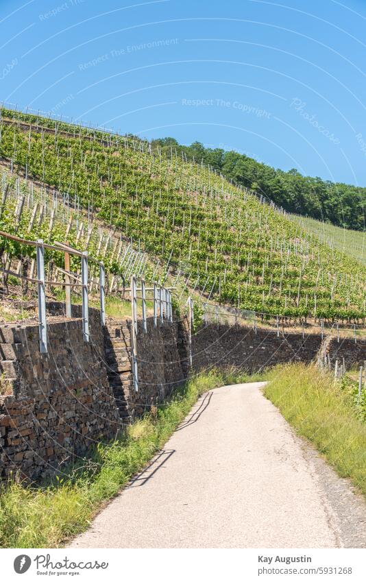 Rotweinwanderweg Dernau Außenaufnahme Landschaft Natur Weinrebe Weinberg Rheinland-Pfalz Weintrauben Weinbau Idylle Farbfoto Ruhe Ausflug Weinstock