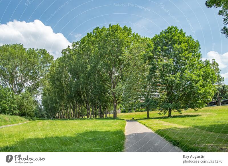 Baum Allee Pappeln Bäume Natur Botanik Klima Reinufer Rodenkirchen Wnderweg Sommer Stadtteil Rheinlage Landschaft Farbfoto Menschenleer grün Wege & Pfade Himmel