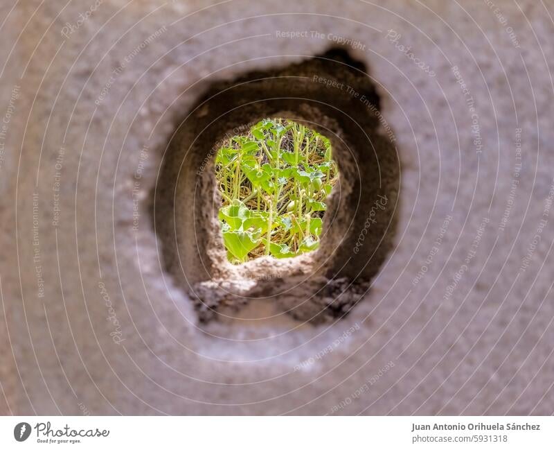 Loch in einer Betonwand, durch das man Wildpflanzen sehen kann. Golfloch Wand wild Pflanze Oberfläche Hintergrund Perforierung Zement Vegetation urban Großstadt