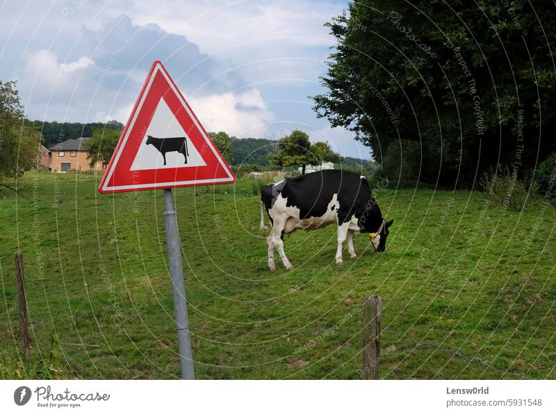 Weidende Kuh auf einem Feld neben einem Kuhwarnschild landwirtschaftliche Fläche Ackerbau Tier Rind Vorsicht Haustiere Hausrind Bauernhof lustig lustige Szene