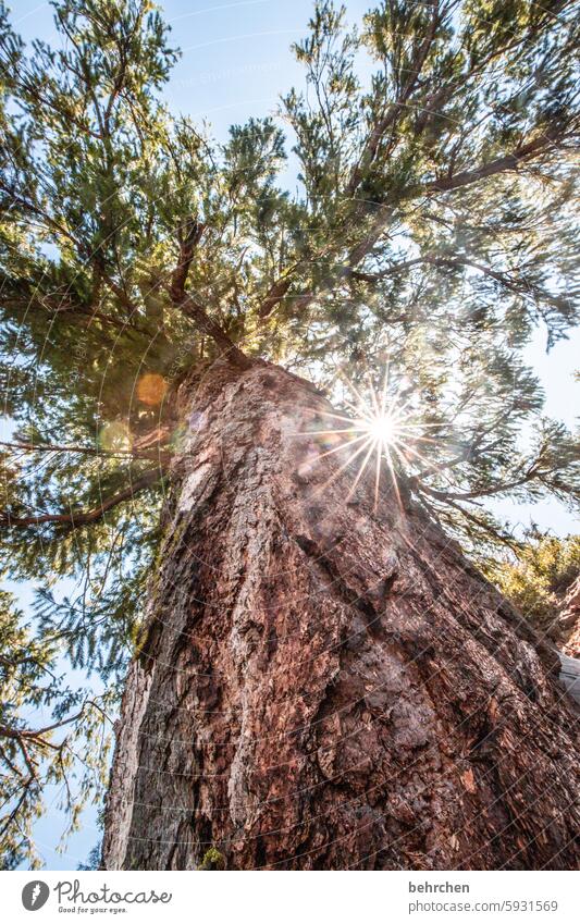 mein freund, der baum! Wald USA Yosemite NP Kalifornien Amerika yosemite Landschaft Sonnenlicht Sonnenstern Licht Himmel Natur Pinie Baum Baumstamm groß