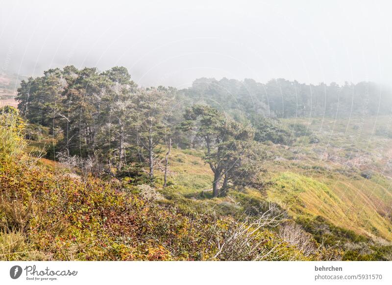 küstennebel Kalifornien Freiheit Ferne Ferien & Urlaub & Reisen Amerika USA Küste fantastisch Landschaft Nebel regnerisch Bäume mystisch geheimnisvoll Wolken