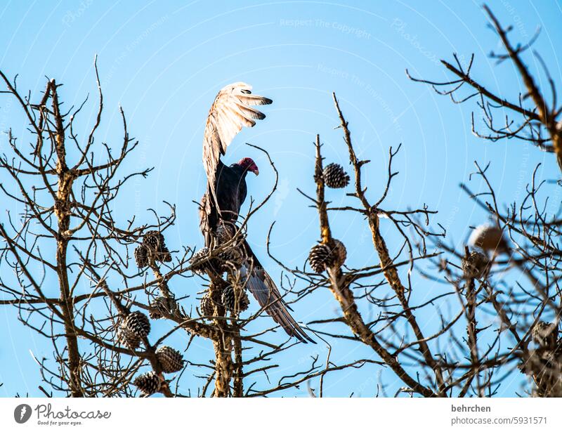 luftgetrocknet fantastisch außergewöhnlich USA Amerika Freiheit Himmel Ferien & Urlaub & Reisen Vogel frei sein Flügel Gefieder Federn Tier Tierschutz Tierliebe