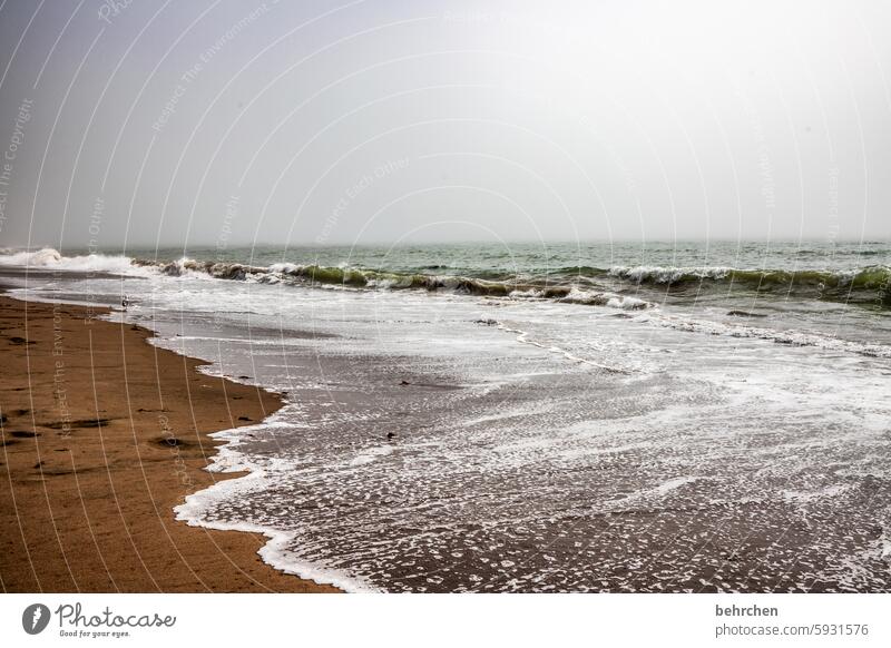 meer sein Strand Landschaft Wellen Wasser fantastisch außergewöhnlich Meer Küste USA Amerika Kalifornien Ferien & Urlaub & Reisen Ferne Freiheit Nebel