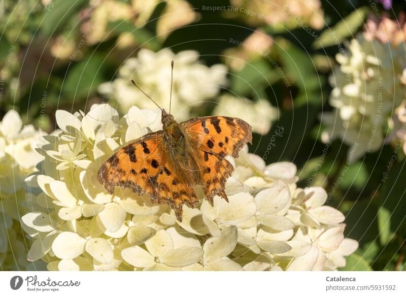 C-Falter sitzt auf Hortensienblüte Natur Flora Fauna Insekt Schmetterling Garten Sommer Pflanze Blüte Flügel Tierporträt Makroaufnahme Schwache Tiefenschärfe