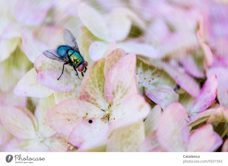 Eine Goldfliege sitzt auf Hortensienblätter Fauna Insekt Tier Fliege Schmeißfliege Lucilia sericata Flora Pflanze Blütenblatt verbluhen blühen Blühend welken