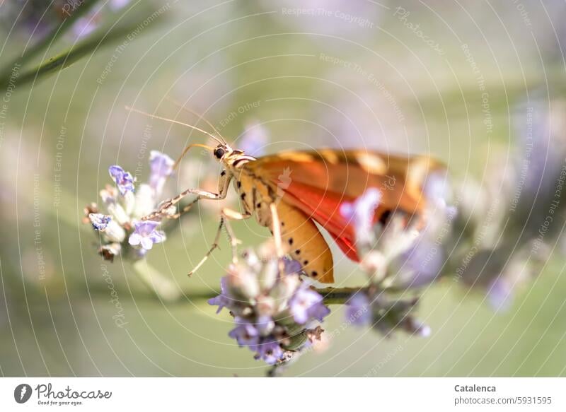 Der Russische Bär Natur Flora Fauna Insekt Schmetterling Eulenfalter Bärenspinner Euplagia quadripunctaria Garten Sommer Pflanze Blüte Lavendel Flügel