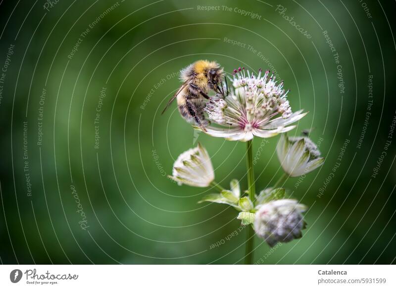 Hummel sitzt auf einer Blüte der Sterndolde Natur Flora Fauna Tier Insekt Nektar Pollen Pflanze Blume blühen verblühen Doldenblütlerartige Große Sterndolde