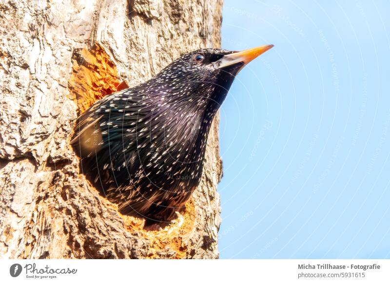 Star schaut aus der Bruthöhle Gemeiner Star Sturnus vulgaris Singvogel Kopf Auge Schnabel Federn Gefieder Flügel Nest Baumstamm Ausschau schauen Sonnenschein