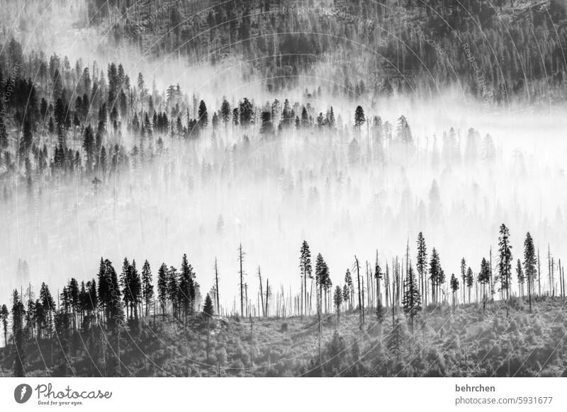 wird es wieder hell? Landschaft mystisch reisen Märchenwald Märchenhaft yosemite Yosemite NP Kalifornien Amerika USA geheimnisvoll schön Wald Baum Natur stille