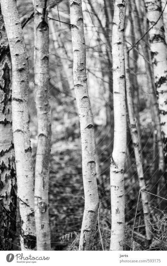 bohnenstangen Umwelt Pflanze Winter Baum Wald natürlich weiß Natur Birke Birkenwald Schwarzweißfoto Außenaufnahme Menschenleer Tag Schwache Tiefenschärfe