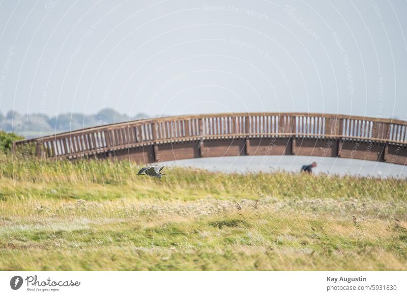 Graureiher im Flug Lügenbrücke Salzwiesen Ufer Watufer Sylt Vogelperspektive Vogelbeobachtung Vogelflug Vogelschutzgebiet Vogelfotografie Insel Sylt Natur