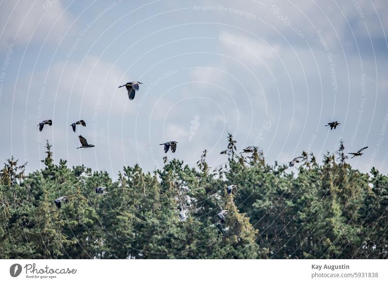 Graureiher Kolonie Ardea cinerea Vogel Fischreiher Natur Nordseeküste Nationalpark Wattenmeer Reiher Ardeidae Sylt Wald Schleswig Holstein Landwirtschaft