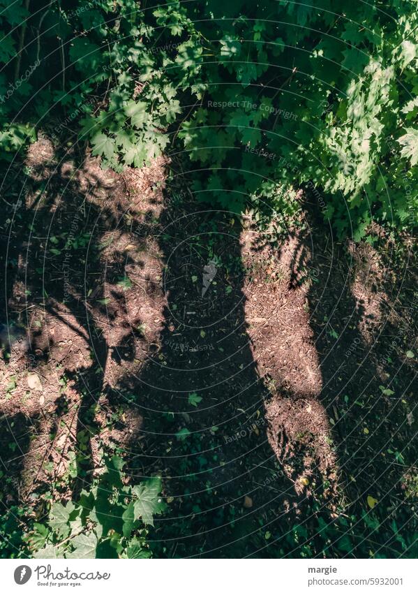 Optische Täuschung Baumschatten Weg Büsche Schatten Bäume grün Sträucher Pflanze Außenaufnahme Umwelt