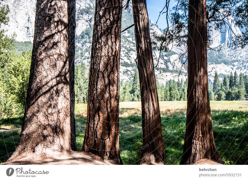 baumgeschichten besonders Wald Baumstamm Bäume USA Amerika yosemite Kalifornien Yosemite NP Natur Holz Landschaft