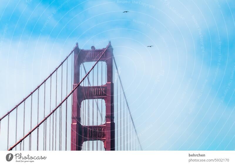 und jetzt mal im detail Amerika Vögel Ferne Wolken Ferien & Urlaub & Reisen Himmel Pelikan San Francisco USA fantastisch außergewöhnlich Nebel