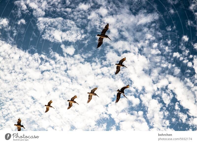 wolkenvögel Ferne frei sein Vogel Ferien & Urlaub & Reisen Himmel fliegen Freiheit USA Pelikan Amerika San Francisco träumen außergewöhnlich fantastisch schön