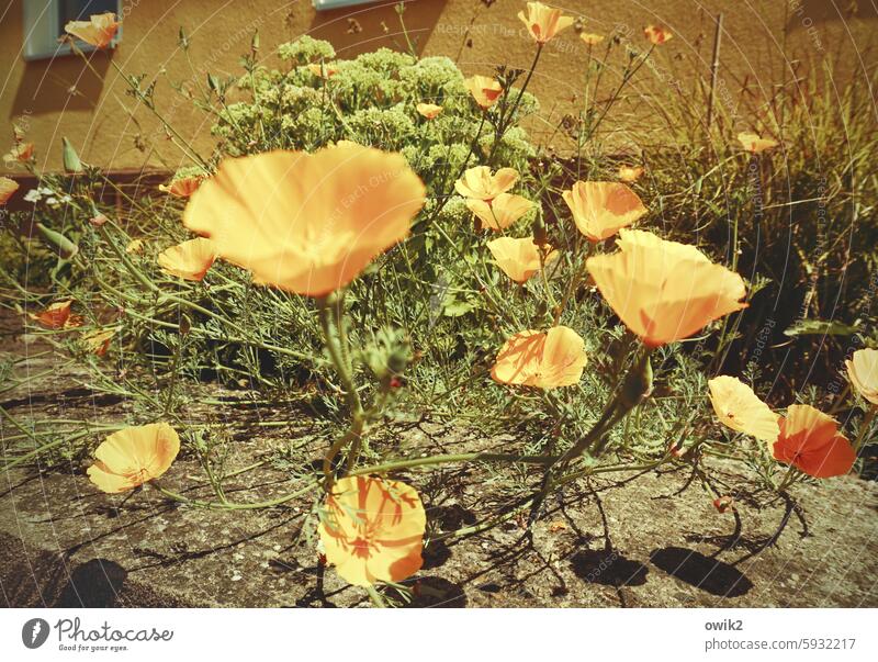 Blumenladen (3) Kalifornischer Mohn Blühend sommerlich leuchtend beieinander gemeinsam leuchtende Farben gerade himmelwärts nach oben streben