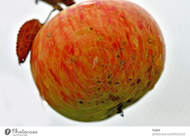 reifer Apfel mit Tautropfen auf einem Baum rot Regentropfen Frucht Apfelbaum Nahaufnahme Sommer herbstlich Bodenbearbeitung Lebensmittel Natur saisonbedingt