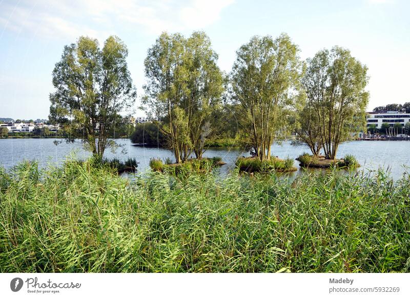 Dickicht und Pflanzenwuchs am ufer des Phoenix-See im Licht der Abendsonne mit Blick auf moderne Wohnhäuser für Reiche und Wohlhabende im Stadtteil Hörde in Dortmund in Westfalen