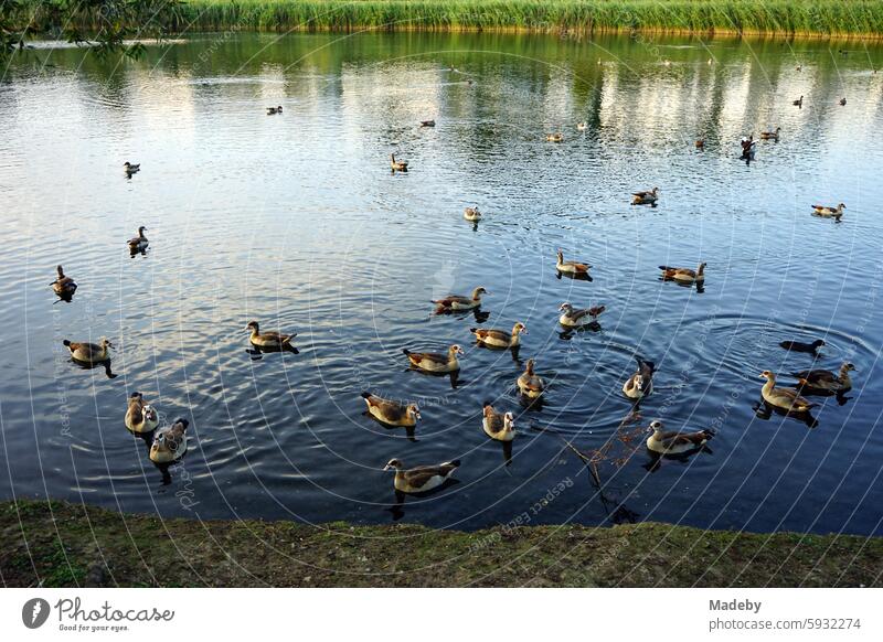 Nilgänse der Gattung Alopochen aegyptiaca am Ufer des Phoenix-See im Licht der Abendsonne mit im Stadtteil Hörde in Dortmund in Westfalen dortmund hörde