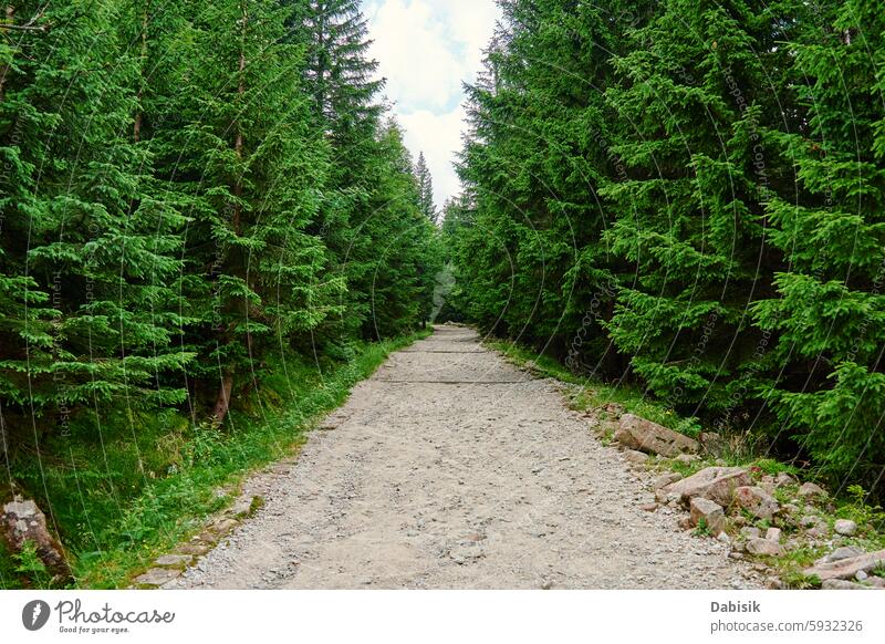 Leerer Wanderweg, der durch einen grünen Nadelwald führt Wald Nachlauf wandern Weg Bäume Natur Nationalpark Wälder nadelhaltig Berge u. Gebirge Landschaft