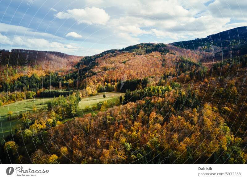 Luftaufnahme eines farbenfrohen Herbstwaldes, der sanfte Hügel bedeckt Wald Berge u. Gebirge Baum fallen Natur Landschaft Blätter Laubwerk Saison Holz orange