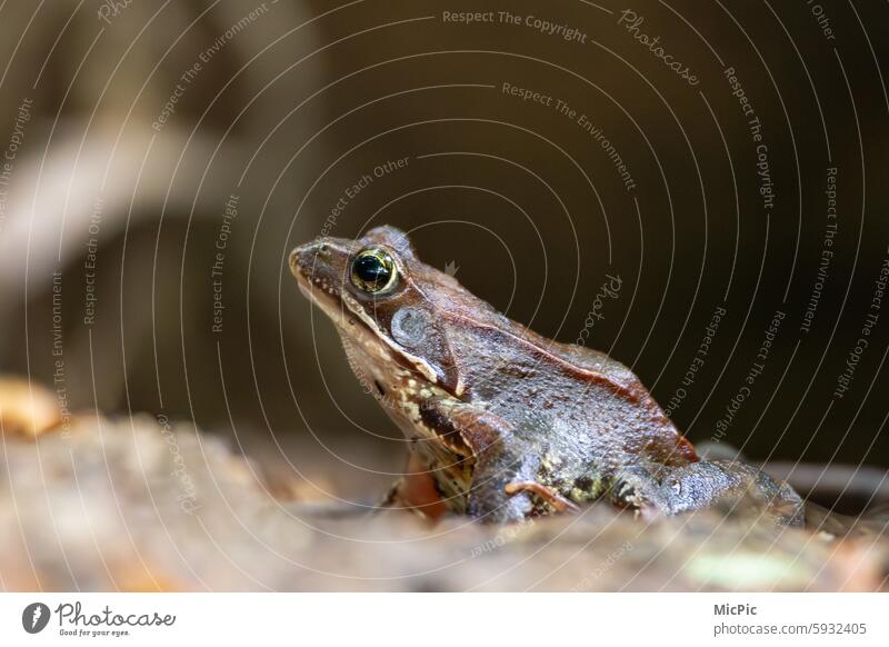 Echter Frosch Türsteher Wächter Tier Wachsamkeit Farbfoto Tierporträt Außenaufnahme Wildtier Froschperspektive Nahaufnahme Natur