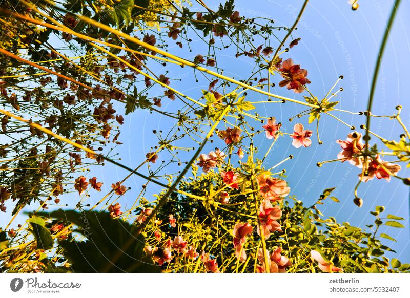 Herbstanemonen aus der Froschperspektive again ast baum blühen blüte erholung ferien frühling garten hecke herbstanemone himmel kleingarten kleingartenkolonie