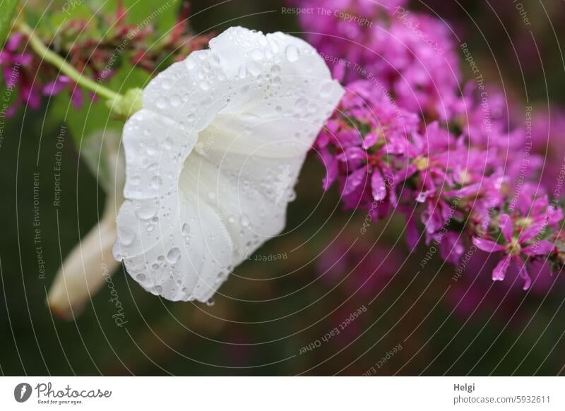 mein allerletztes Lieblingsthema | Tröpfchen Blume Blüte Tropfen Regentropfen blühen wachsen Sommerblumen weiß pink violett lila