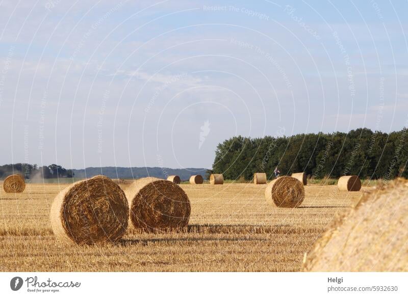 Spätsommerröllchen Strohrollen Strohballen Erntezeit Landwirtschaft Feld Acker Rollen abgeerntet Ackerbau Landschaft Sommer Natur Außenaufnahme Getreidefeld