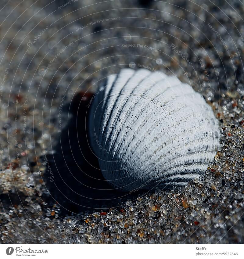 gestrandet verlassen übrig geblieben allein einsam Muschel Muschelschale Sand