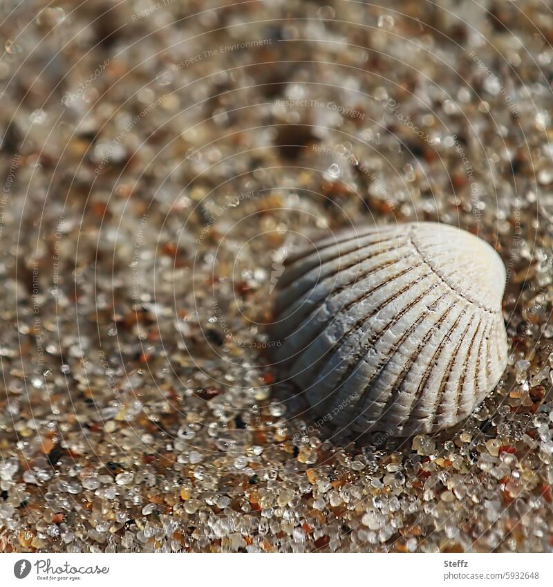 wie eine Muschel im Sand, eine Erinnerung Muschelschale Strand Ostseestrand Sandstrand maritim harmonisch Wohlgefühl ruhig Sommerurlaub Sandkörner Sandfarben