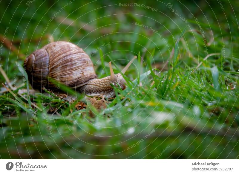 Weinbergschnecke , Schnecke kriecht auf dem Gras im Garten, geringe Tiefenschärfe Nahaufnahme. kriechend Delikatesse gehäuse Haus Kirchen Kriechtier Makro Natur