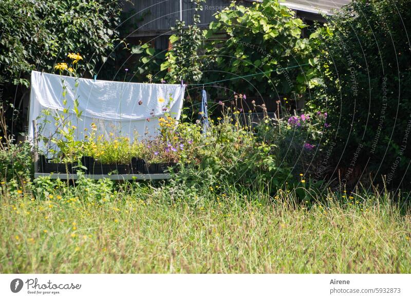 an einem sonnigen Tag im August Wäsche trocknen Sonnenlicht Glück Sauberkeit Idylle hell Licht gewaschen frisches Grün hängen Tuch aufgehängt Wäscheleine