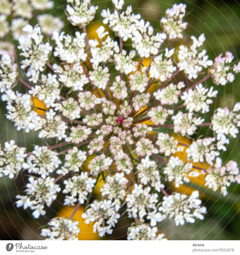 Möhre - wild, aber nicht scharf Wilde Möhre unscharf Unschärfe Sommer schwache Tiefenschärfe Blüte Blumenwiese Wiese Doldengewächs Natur Gemüseanbau Nahaufnahme