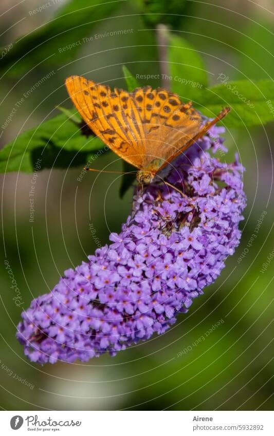 es war Sommer Lebensfreude Grünpflanze Natur natürlich Bienenweide Garten Schmetterling Tier rosa nachhaltig Tierporträt Blüte sommerlich Blume Pflanze flattern