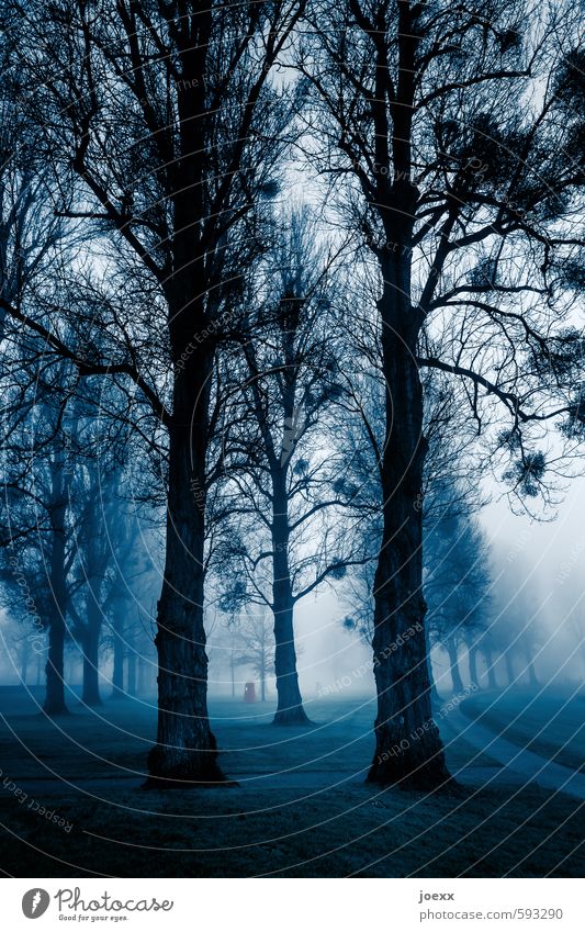 | I | Nebel Baum Garten Park Wege & Pfade gruselig blau schwarz weiß ruhig Idylle kalt Umwelt Farbfoto Gedeckte Farben Außenaufnahme Menschenleer Tag Dämmerung