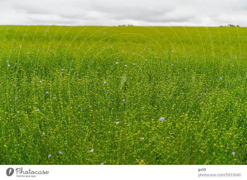 Flachsfeld in Frankreich Normandie Lein Linum usitatissimum Leinsamen Feld Ernte Feldfrucht Ackerbau Pflanze Landwirtschaft Detailaufnahme Nahaufnahme Blütezeit