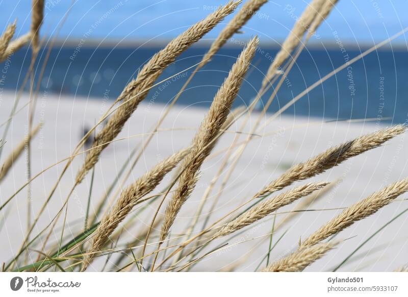 Strandhafer Dünengras Küste Nordsee Sand Nordseeküste Meer Erholung Ferien & Urlaub & Reisen Natur Landschaft Umwelt Reiseziel Farbfoto blau Gras Tag Wasser