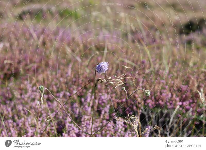 Kornblume in der Heide Heidekraut lila rosa Erika Heideblüte blühende Heide Wildpflanze lilarosa Heidestimmung violett Sommer Calluna heimisch Natur romantisch