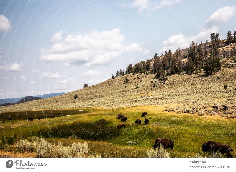 unterwegs in wyoming reisen Abenteuer Fernweh Natur Ferne Landschaft Bison Wildnis Amerika USA Yellowstone Nationalpark Wyoming besonders