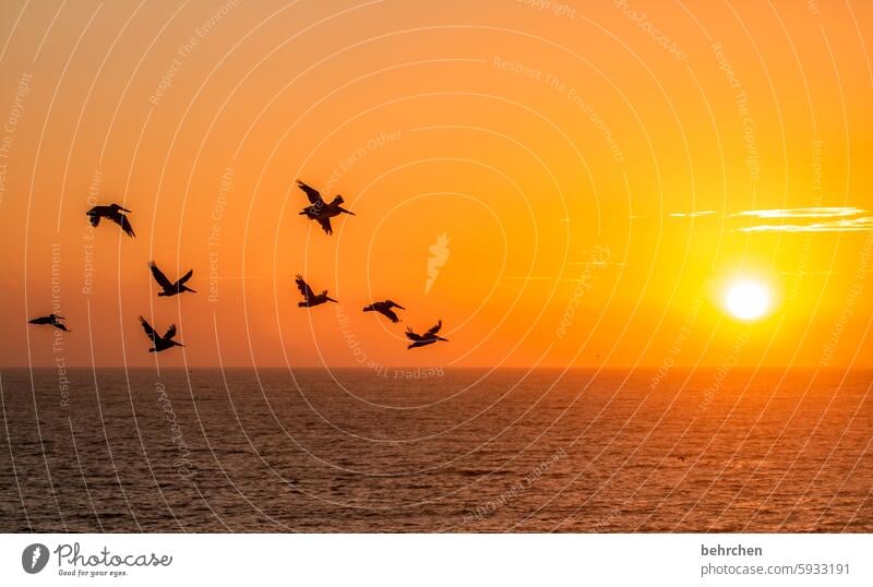 der sonne entgegen romantisch Romantik Wolken frei sein Vogel Ferne Himmel Freiheit fliegen Pelikan Ferien & Urlaub & Reisen Amerika USA San Francisco Küste