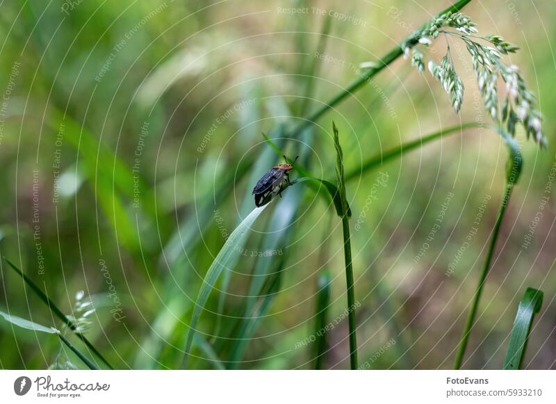 Käfer auf einem Grashalm Lebewesen Natur Biologie polyphag Insekt Hintergrund Tier schwarz Tierwelt wild Aaskäfer Fauna Rotkehlsilphium Textfeld Coleoptera