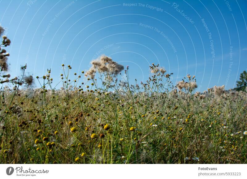 Verwelkte Disteln auf einem Feld Asteraceae Textfreiraum Landschaft Stachelige Kratzdistel Fruchtbildung Tag Wiese achene Hintergrund Blauer Himmel Dachflyer